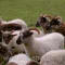 Article - Photo Gallery - Boreray flock